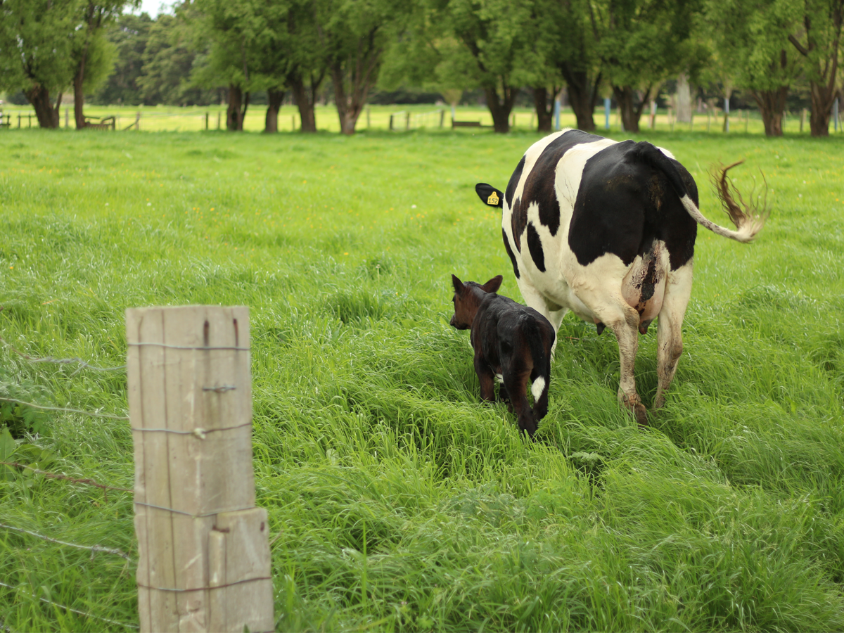 https://www.biofarm.co.nz/wp-content/uploads/2020/11/beginning.png