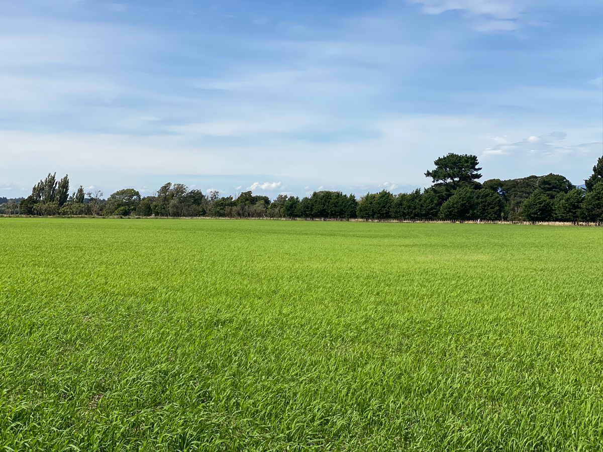 https://www.biofarm.co.nz/wp-content/uploads/2020/11/regeneration.png